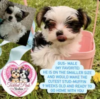 Gus, a male Yorkshire Terrier for sale in Knoxville, TN – Photo 1 of 3