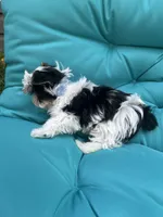 Gus, a male Yorkshire Terrier for sale in Knoxville, TN – 9 of 10