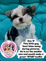 Gus, a male Yorkshire Terrier for sale in Knoxville, TN – 1 of 10