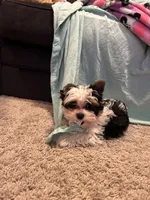 Gus, a male Yorkshire Terrier for sale in Knoxville, TN – 6 of 10