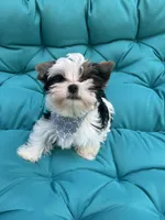 Gus, a male Yorkshire Terrier for sale in Knoxville, TN – 7 of 10