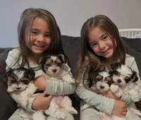 Peanut , a female Yorkshire Terrier for sale in Knoxville, TN – Photo 3 of 3