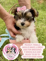 Peanut , a female Yorkshire Terrier for sale in Knoxville, TN – Photo 1 of 3