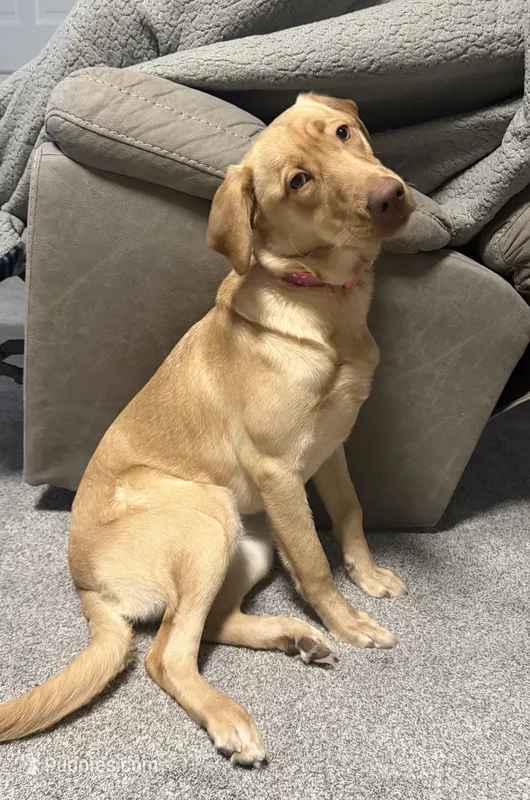 Ella May , a female Labrador Retriever for sale in Albany, NY – 1 of 1
