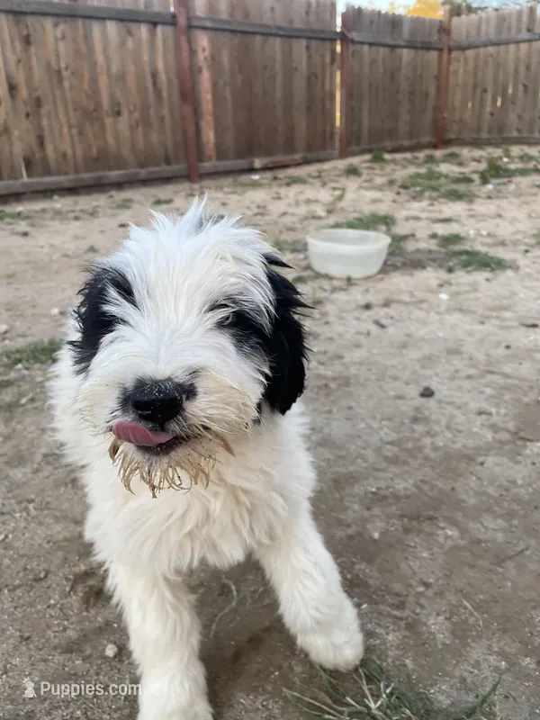 Chapin  – Sheepadoodle, Saint Berdoodle puppy for sale in Temecula, CA