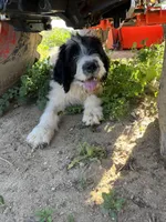 Black and white female, a female Saint Berdoodle for sale in Temecula, CA – Photo 3 of 4