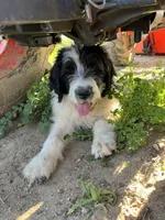 Black and white female, a female Saint Berdoodle for sale in Temecula, CA – Photo 4 of 4