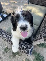 Black and white female, a female Saint Berdoodle for sale in Temecula, CA – Photo 2 of 4