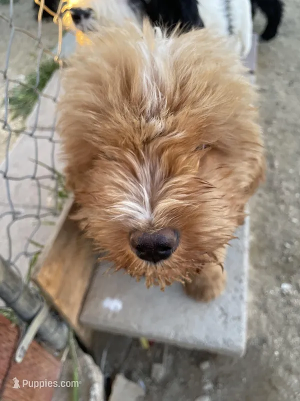 Wilson  – Bernedoodle puppy for sale in Temecula, CA