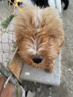 Wilson , a male Bernedoodle for sale in Temecula, CA – 1 of 1