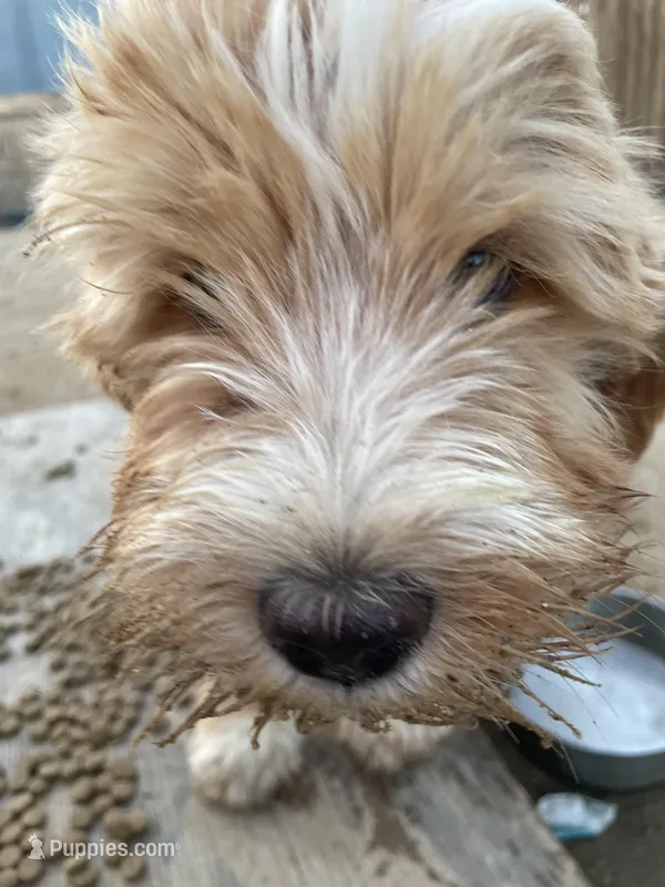 Falkner  – Bernedoodle, Sheepadoodle puppy for sale in Temecula, CA
