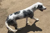 Deja, a female Sheepadoodle for sale in Temecula, CA – Photo 2 of 3