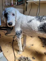 Deja, a female Sheepadoodle for sale in Temecula, CA – Photo 3 of 3