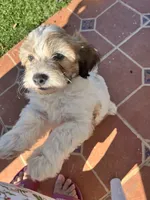 Mufasa, a male Miniature Bernedoodle for sale in Temecula, CA – Photo 1 of 4