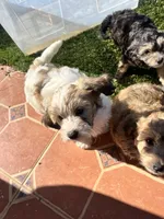 Mufasa, a male Miniature Bernedoodle for sale in Temecula, CA – Photo 2 of 4