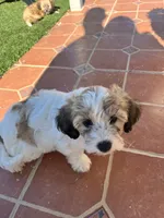 Mufasa, a male Miniature Bernedoodle for sale in Temecula, CA – Photo 4 of 4