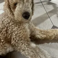 Hero, a male Sheepadoodle for sale in Temecula, CA – Photo 3 of 4