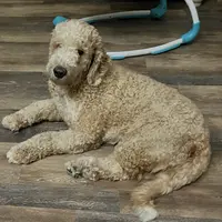 Hero, a male Sheepadoodle for sale in Temecula, CA – Photo 4 of 4