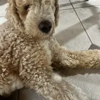 Hero, a male Sheepadoodle for sale in Temecula, CA – Photo 1 of 4