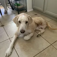 Hero, a male Sheepadoodle for sale in Temecula, CA – Photo 2 of 4