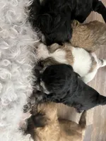 Gang, a female Miniature Bernedoodle for sale in Temecula, CA – Photo 3 of 4