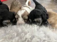 Gang, a female Miniature Bernedoodle for sale in Temecula, CA – Photo 2 of 4