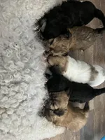 Gang, a female Miniature Bernedoodle for sale in Temecula, CA – Photo 4 of 4