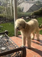 Bashful, a male Sheepadoodle for sale in Temecula, CA – Photo 1 of 3