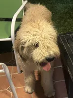 Bashful, a male Sheepadoodle for sale in Temecula, CA – Photo 2 of 3