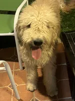 Bashful, a male Sheepadoodle for sale in Temecula, CA – Photo 3 of 3