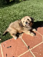 processed/b1b842a5-6cfa-46c9-82f6-0399c801cdad/listing/bcb5885c-6ff7-49e7-9c3a-b52d65df3f43/509008f0-0087-4dc3-aaf0-52fde94c6ec6