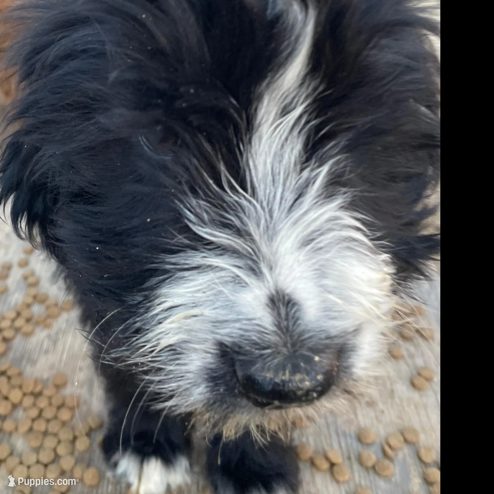 Thornton, a male Bernedoodle and Sheepadoodle for sale in Temecula, CA – Photo 1 of 1