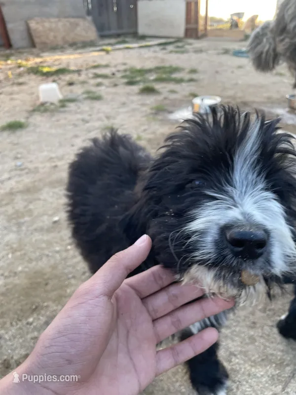 Maurice  – Saint Berdoodle puppy for sale in Temecula, CA