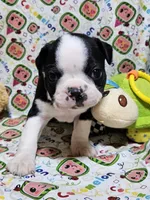 222 Jasper, a male Boston Terrier for sale in Richland, MO – Photo 2 of 2