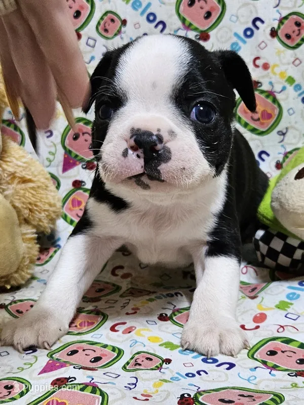 222 Jasper, a male Boston Terrier for sale in Richland, MO – Photo 1 of 2