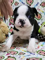 222 Jasper, a male Boston Terrier for sale in Richland, MO – Photo 1 of 2