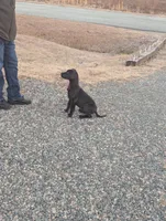 GD6, a female Great Dane for sale in Leasburg, NC – Photo 3 of 4