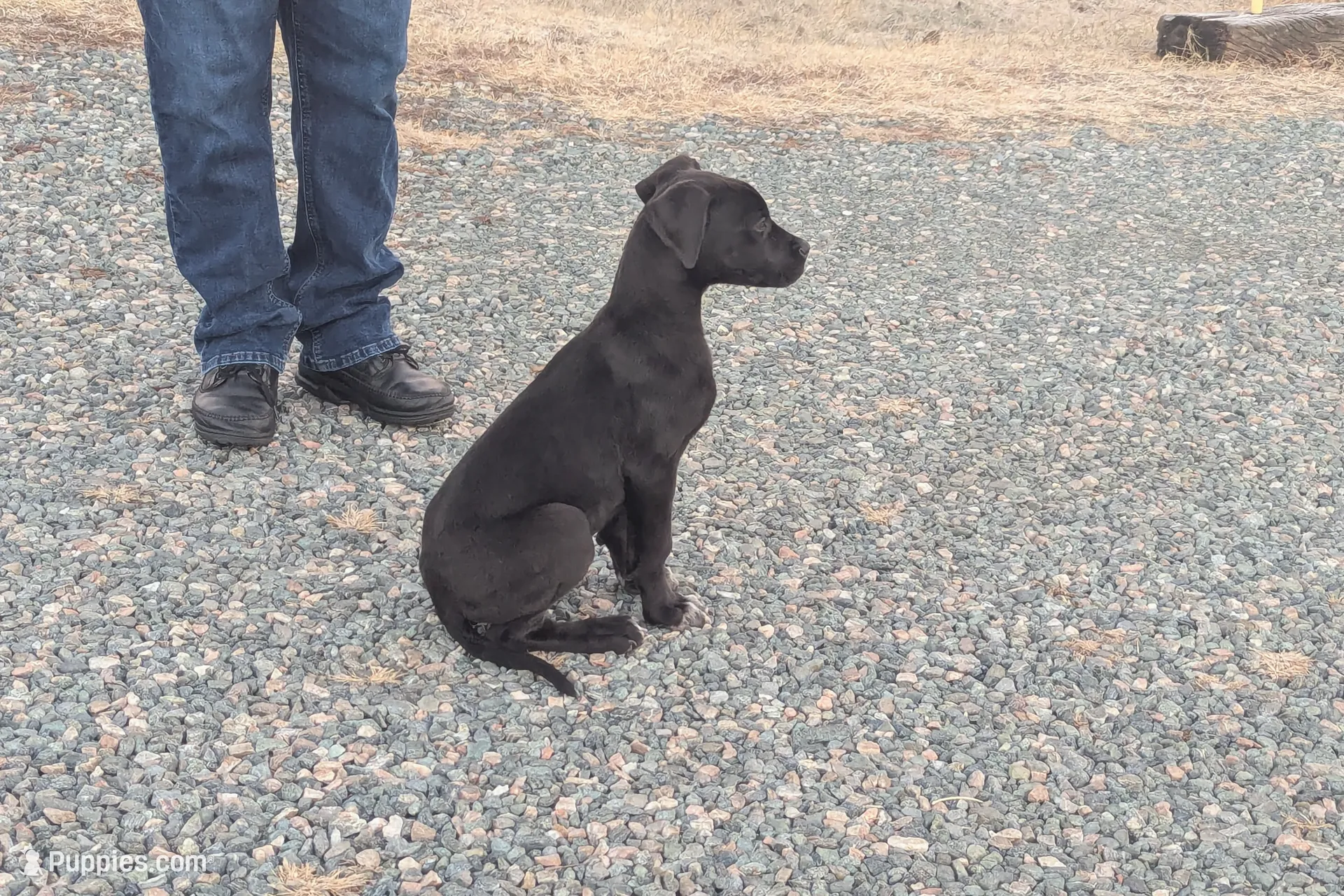 GD6, a female Great Dane for sale in Leasburg, NC – Photo 2 of 4