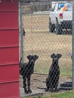 GD4, a female Great Dane for sale in Leasburg, NC – Photo 1 of 4