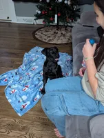 GD4, a female Great Dane for sale in Leasburg, NC – Photo 3 of 4