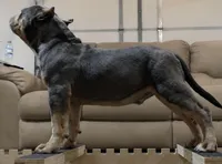 Doc Pawliday, a male American Bully for sale in Boyceville, WI – 4 of 8