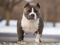 Doc Pawliday, a male American Bully for sale in Boyceville, WI – 8 of 8
