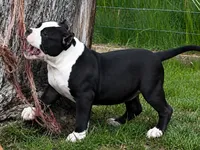 Eclipse, a female American Bully for sale in Boyceville, WI – 5 of 9