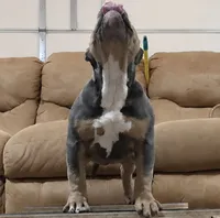 Doc Pawliday, a male American Bully for sale in Boyceville, WI – 5 of 8