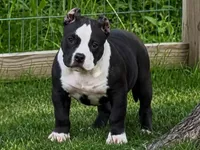 Eclipse, a female American Bully for sale in Boyceville, WI – 4 of 9