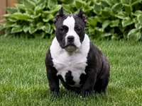 Eclipse, a female American Bully for sale in Boyceville, WI – 8 of 9