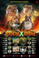 Eclipse, a female American Bully for sale in Boyceville, WI – 9 of 9