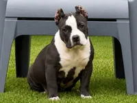 Eclipse, a female American Bully for sale in Boyceville, WI – 7 of 9