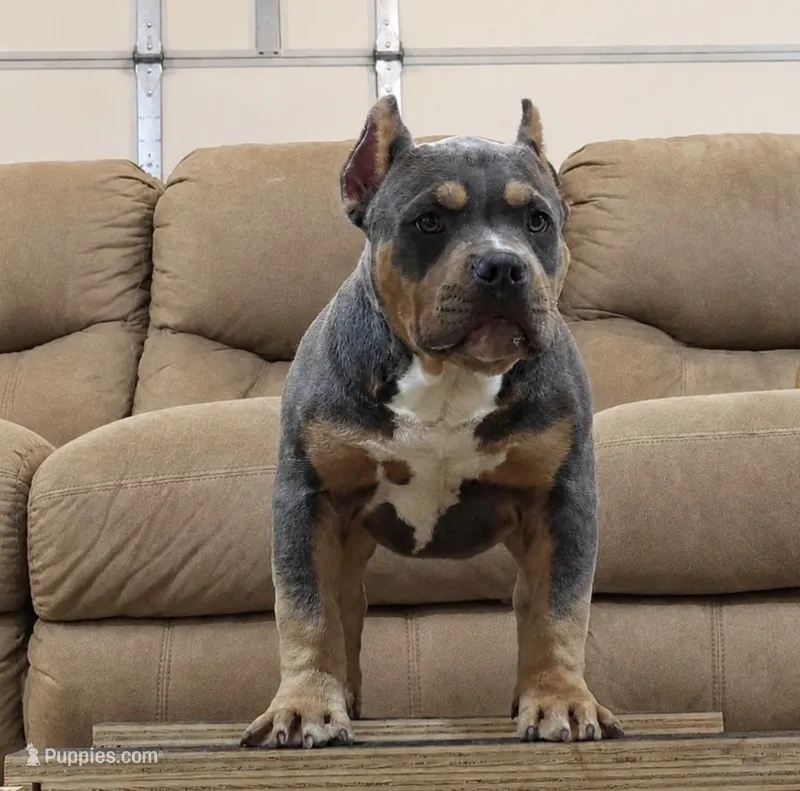 Doc Pawliday – American Bully puppy for sale in Boyceville, WI