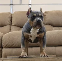 Doc Pawliday, a male American Bully for sale in Boyceville, WI – 1 of 8